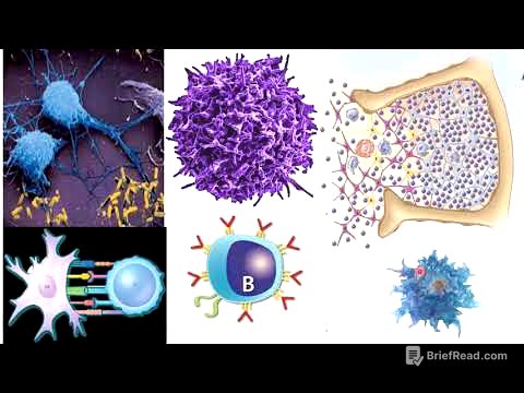 Sistema linfático: Generalidades