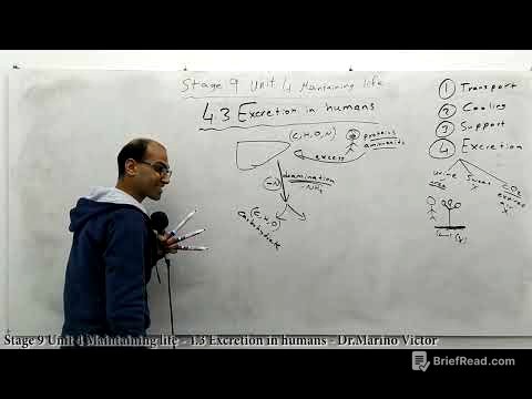 Stage 9 Unit 4 Maintaining life - 4.3 Excretion in humans - Dr.Marino - Biology IGCSE