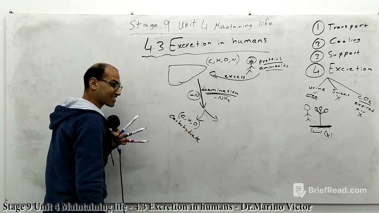 Stage 9 Unit 4 Maintaining life - 4.3 Excretion in humans - Dr.Marino - Biology IGCSE
