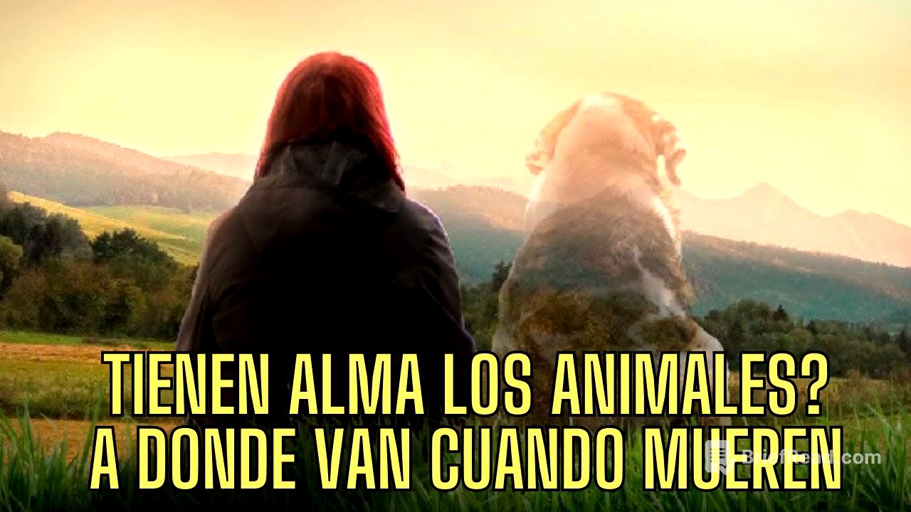 TIENEN ALMA LOS ANIMALES ....QUE OCURRE CUANDO MUEREN