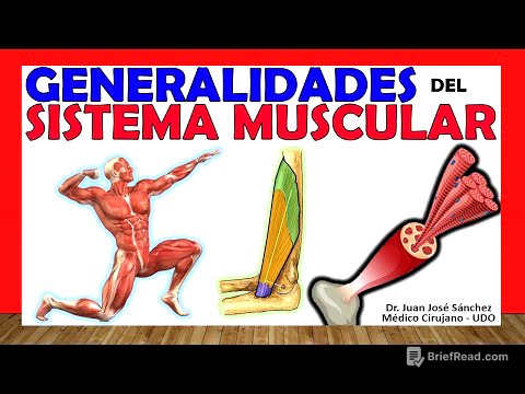 🥇 SISTEMA MUSCULAR. Clasificación, Tipos y Generalidades.