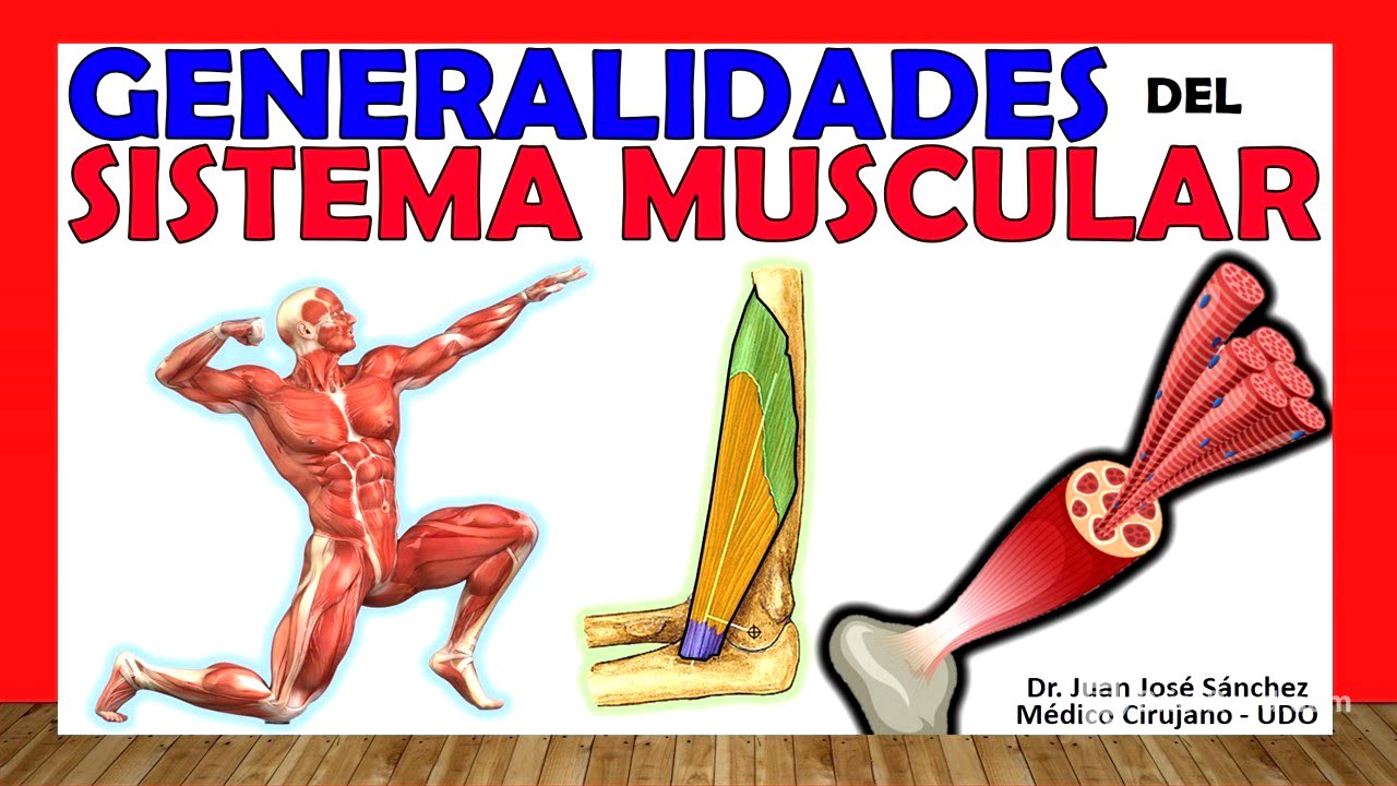 🥇 SISTEMA MUSCULAR. Clasificación, Tipos y Generalidades.