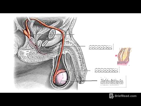 6 Vías espermáticas y órgano copulador