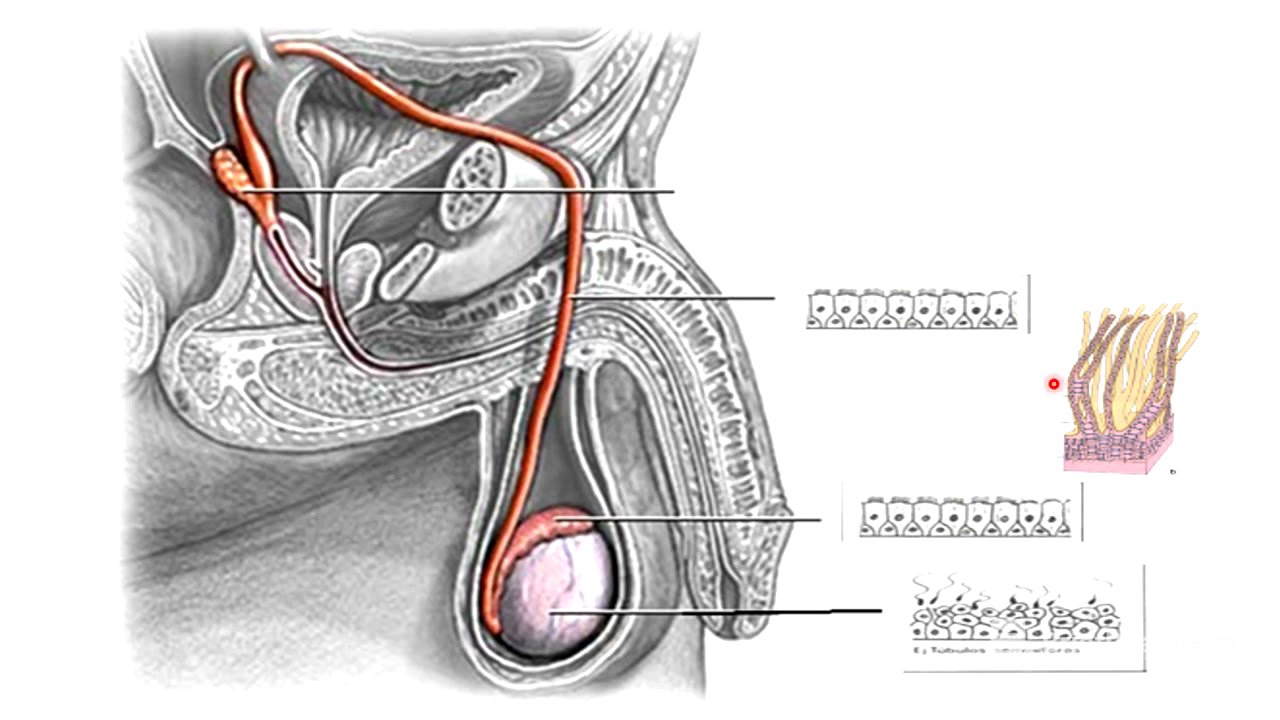 6 Vías espermáticas y órgano copulador