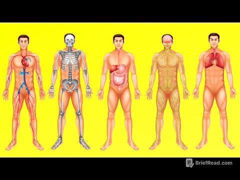 ¿Cómo funciona el cuerpo humano? (Digestión, circulación, respiración y otros sistemas)