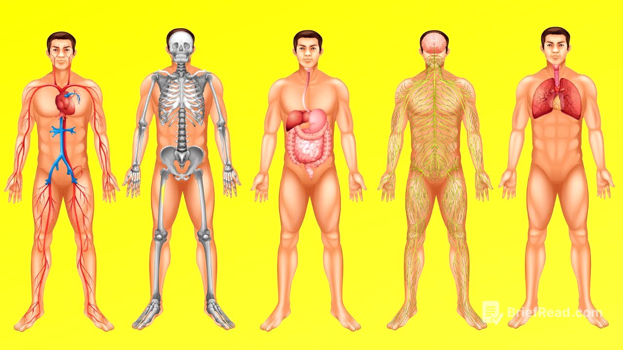 ¿Cómo funciona el cuerpo humano? (Digestión, circulación, respiración y otros sistemas)