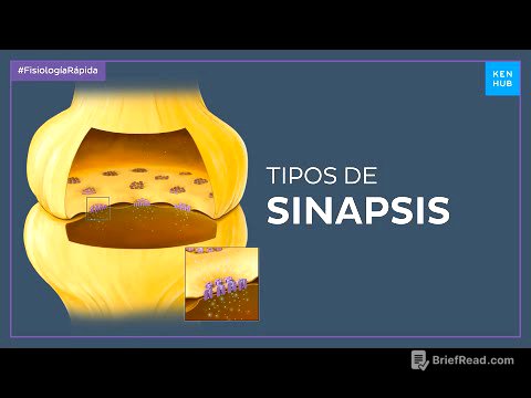 Sinapsis química y sinapsis eléctrica - Fisiología Fácil | Kenhub