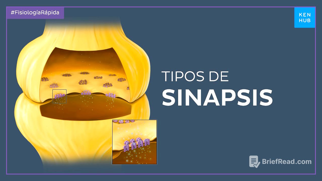 Sinapsis química y sinapsis eléctrica - Fisiología Fácil | Kenhub