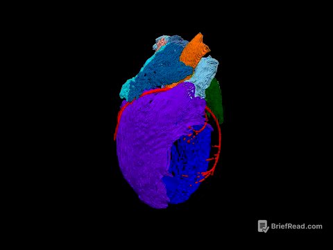 3D Model of the Heart’s ‘Brain’