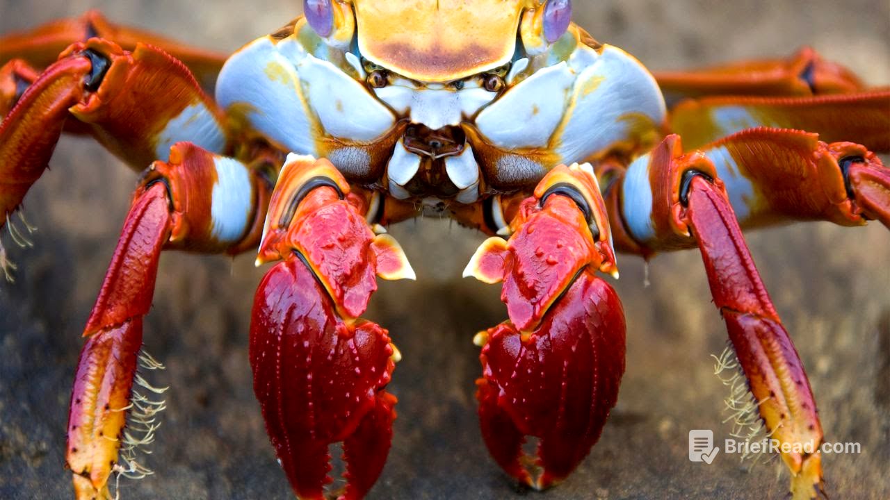 Todo lo que necesitas saber sobre los cangrejos. Primera parte. 4K