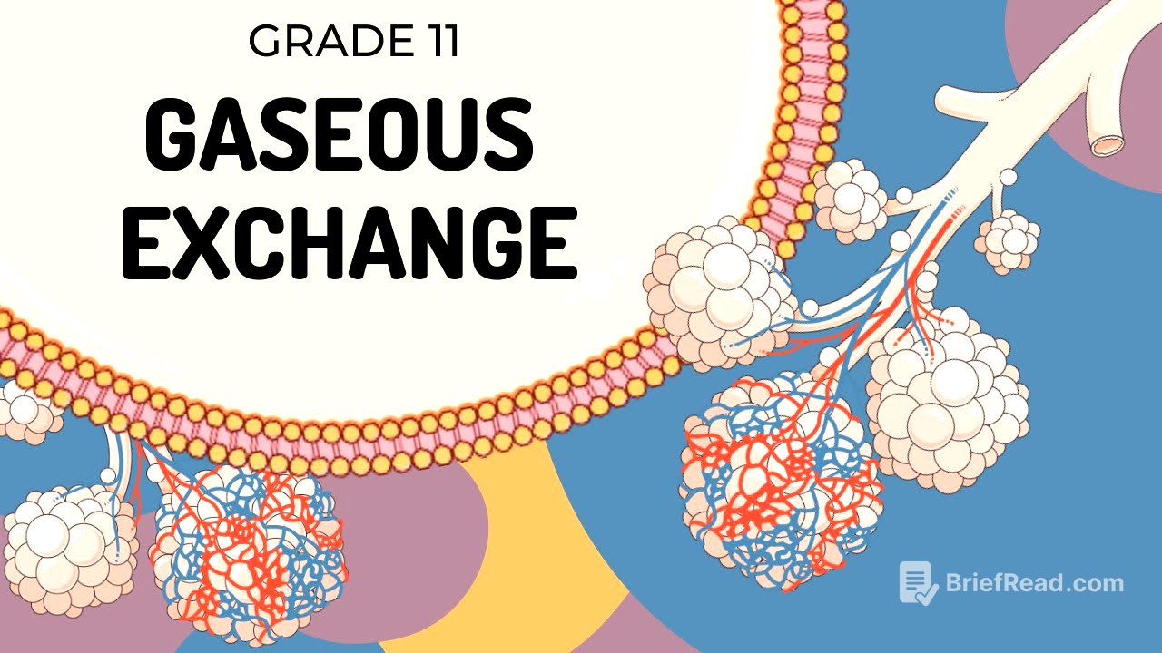 GASEOUS EXCHANGE | Easy to Understand