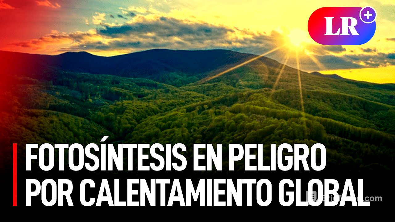 El CALENTAMIENTO GLOBAL ha comenzado a FRENAR la FOTOSÍNTESIS en los BOSQUES TROPICALES de la TIERRA