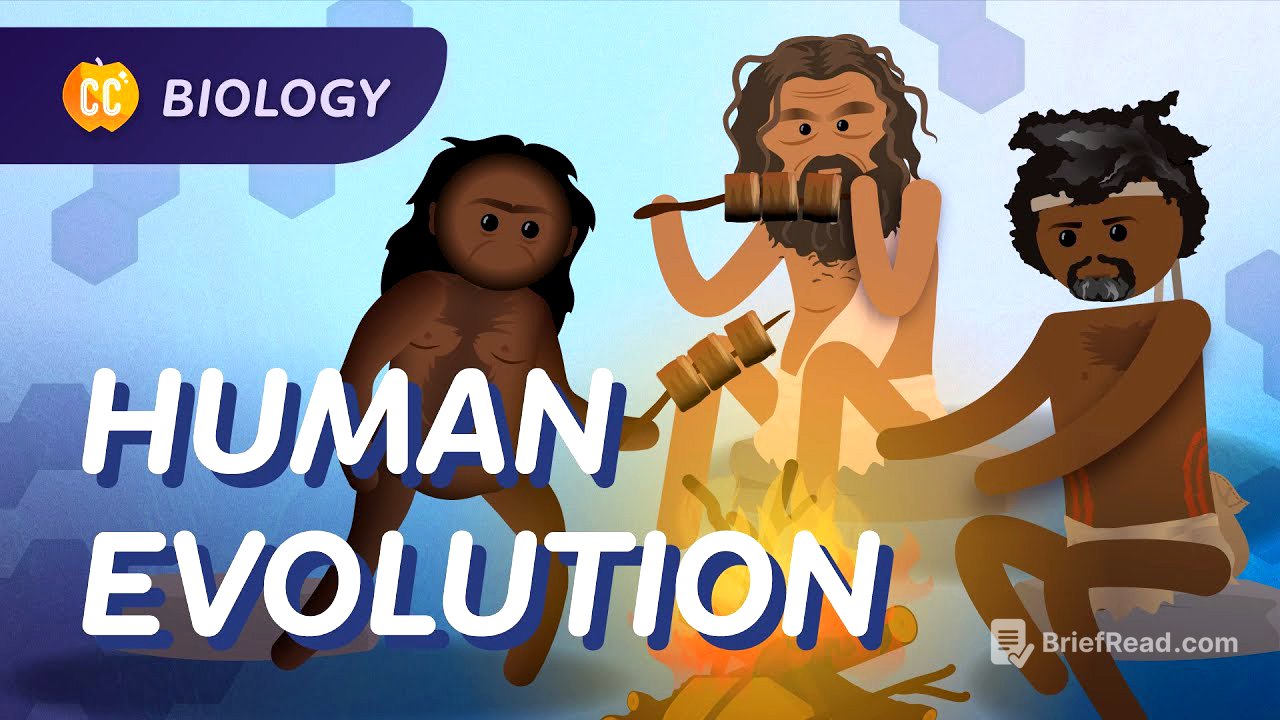Human Evolution: We Didn't Evolve From Chimps: Crash Course Biology #19