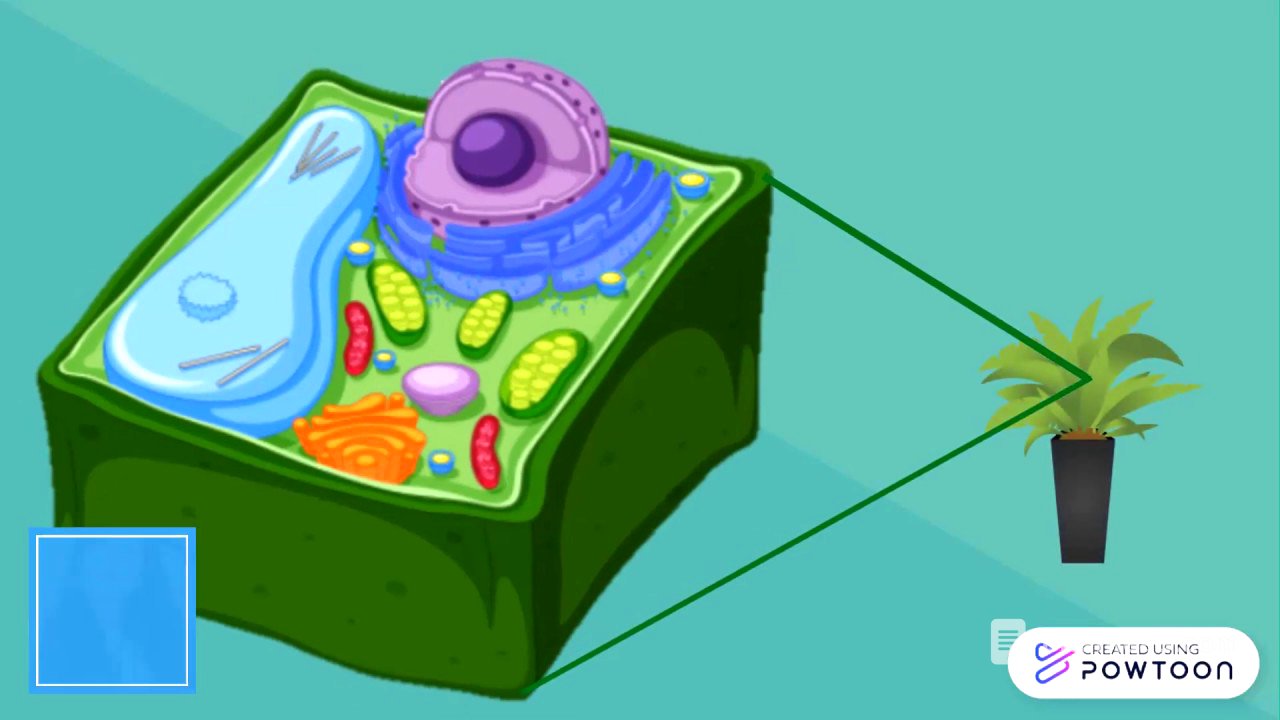 Célula vegetal | Partes de la célula y sus funciones | Biología Vegetal