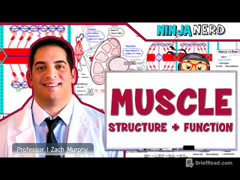 Musculoskeletal System | Muscle Structure and Function
