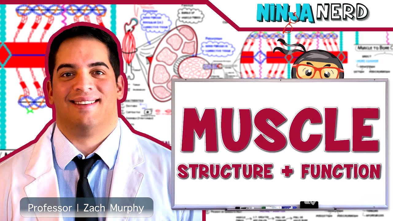 Musculoskeletal System | Muscle Structure and Function