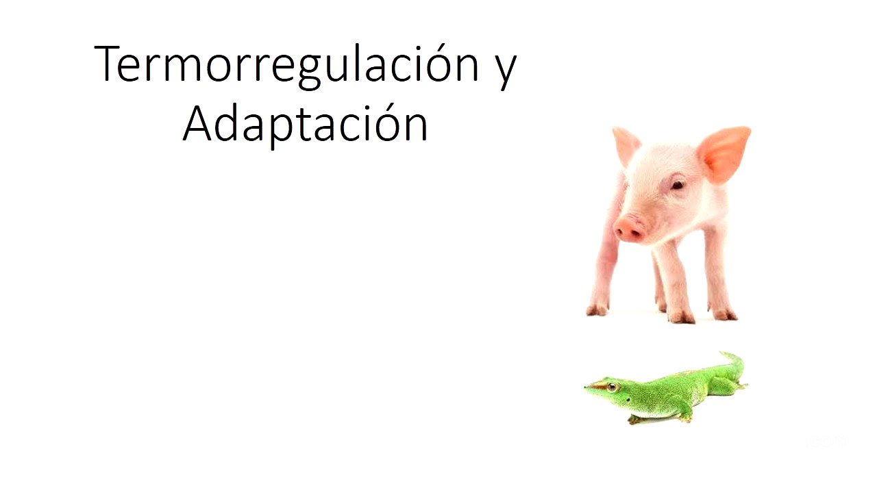Termorregulación y Adaptación