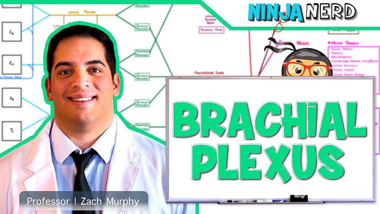 Neurology | Brachial Plexus