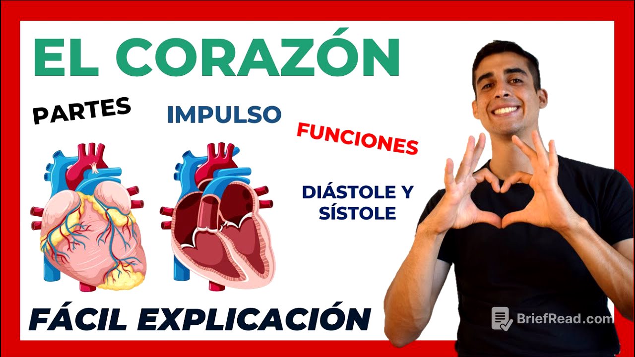 ❤ El corazón PARTES y FUNCIONES | FÁCIL EXPLICACIÓN| Anatomía y Fisiologia