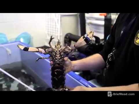 The Lobster Life Cyle Process and Release