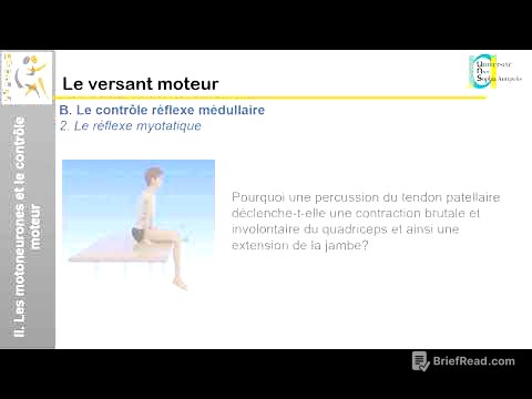 IV. Le versant moteur: Le contrôle réflexe médullaire (1)