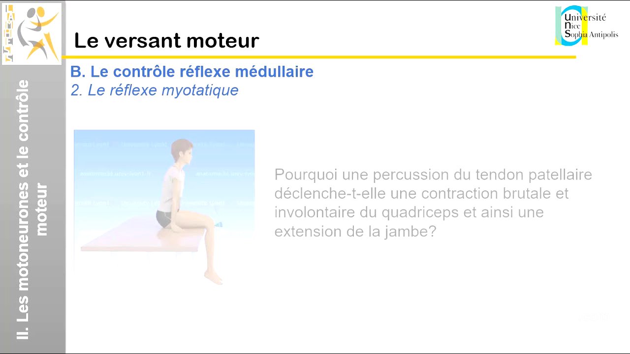 IV. Le versant moteur: Le contrôle réflexe médullaire (1)