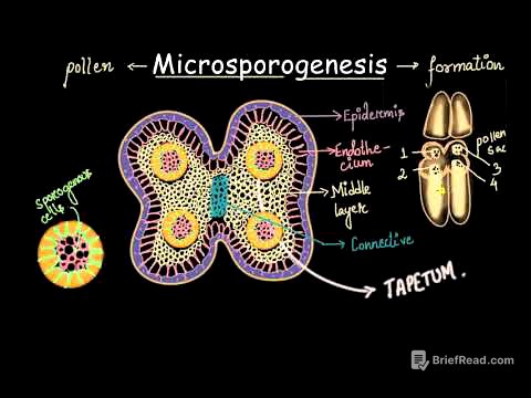 Microsporogenesis process | Sexual reproduction in flowering plants | Biology | Khan Academy
