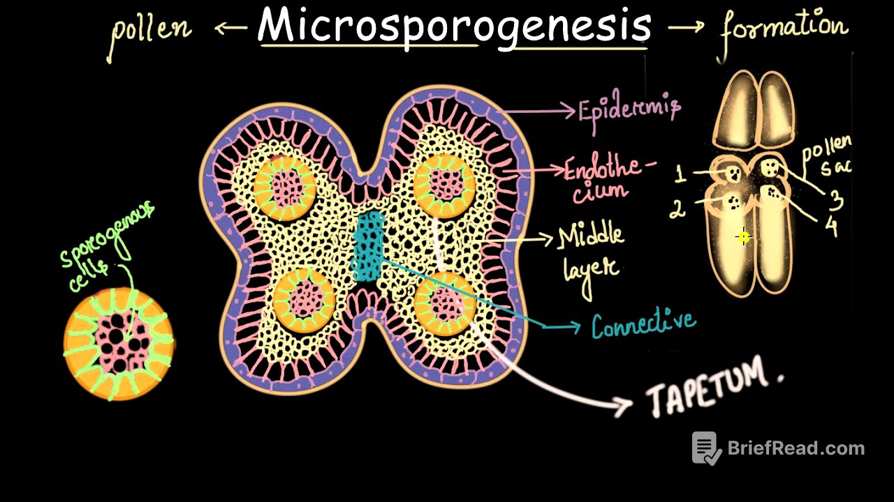Microsporogenesis process | Sexual reproduction in flowering plants | Biology | Khan Academy