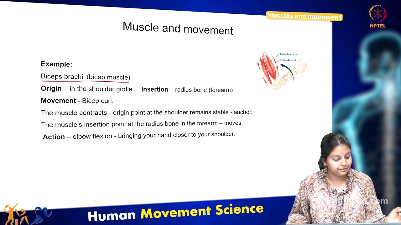 Muscles and movement