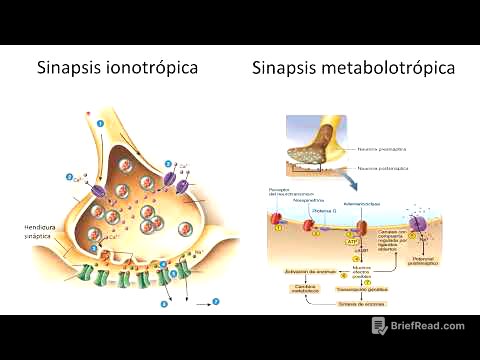 Fisiología neuronal I
