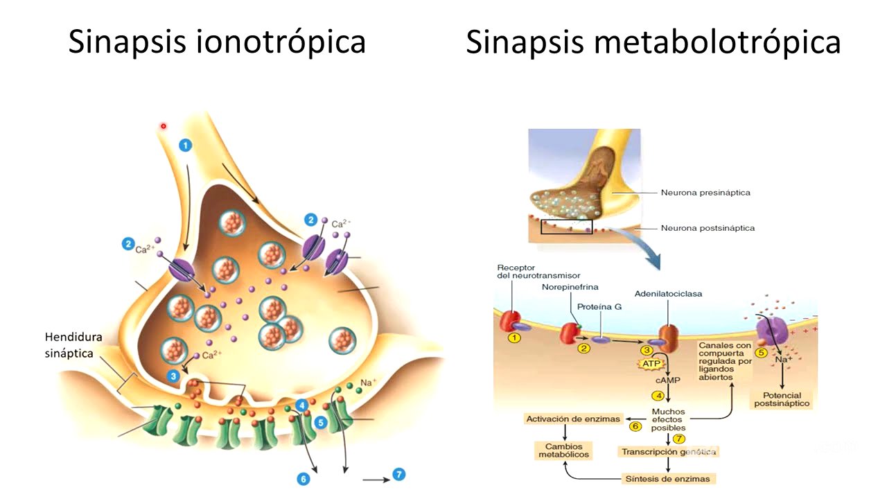 Fisiología neuronal I