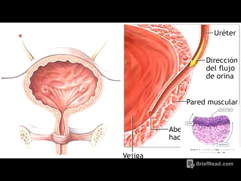 Almacenamiento de la orina y micción