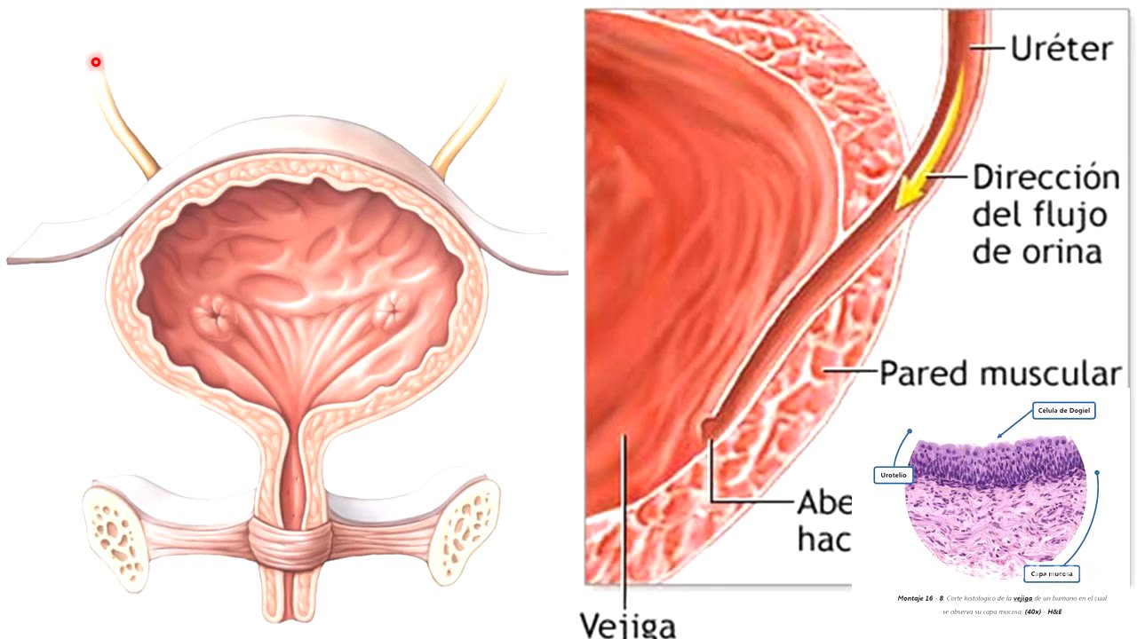 Almacenamiento de la orina y micción