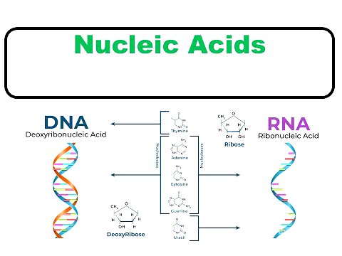 Introduction to Nucleic Acid Biochemistry