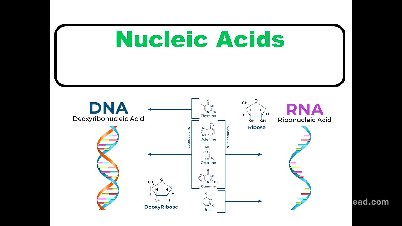 Introduction to Nucleic Acid Biochemistry