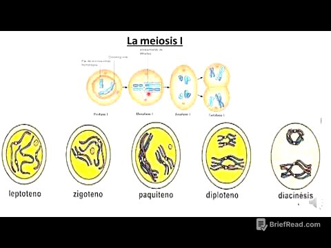 Meiosis