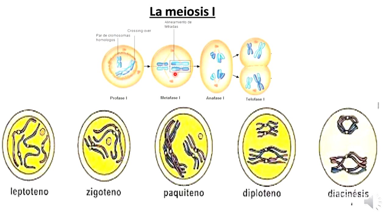 Meiosis