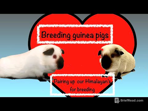 Breeding Guinea Pigs - How we Pair up our Himalayan Cavies to produce show babies.