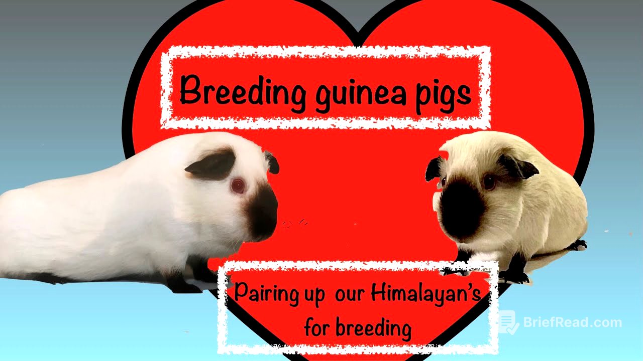 Breeding Guinea Pigs - How we Pair up our Himalayan Cavies to produce show babies.