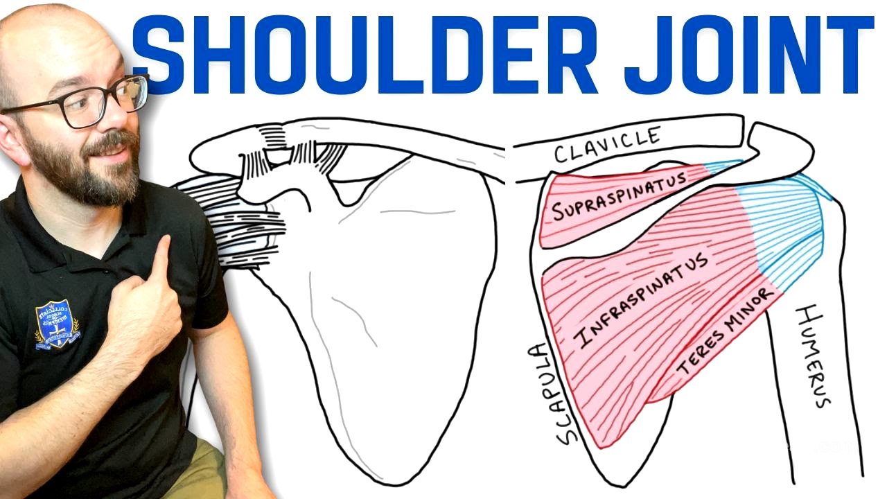 Anatomy of the Shoulder Joint | Bones, Ligaments, and Muscles