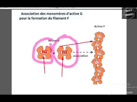 Les microfilaments fins d'actine