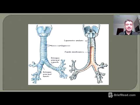 Sistema Respiratório - Via aérea Inferior