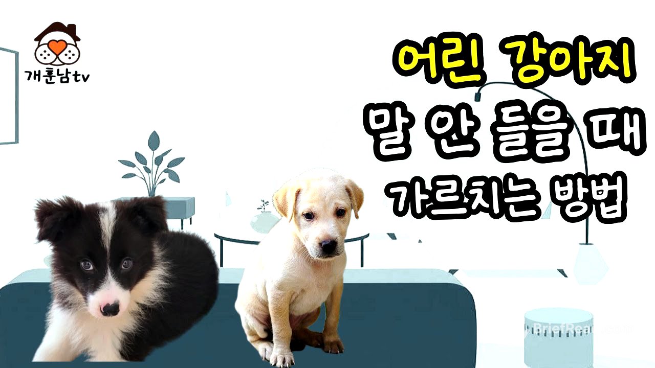 어린 강아지가 말 안 듣고 혼내면 더 까불어 대는 이유와 교육 방법