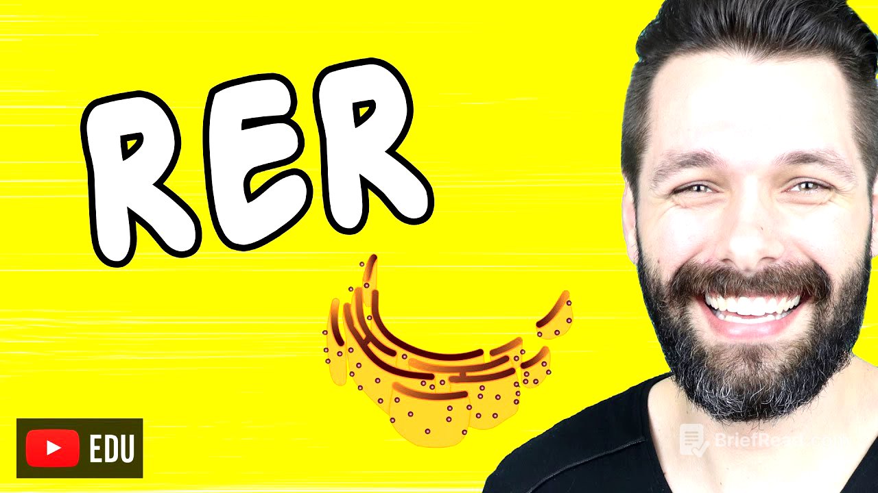 RETÍCULO ENDOPLASMÁTICO RUGOSO OU GRANULAR | Biologia com Samuel Cunha