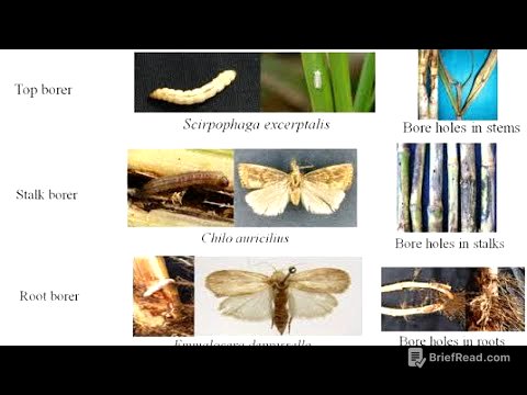Pest of sugarcane crop and their Biological Control #pestcontrol #biocontrol
