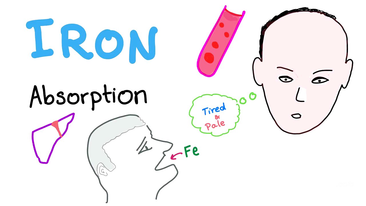 Iron Studies - Iron Absorption - Ferrous (Fe2+), Ferric (Fe3+), TIBC, Ferritin, Transferrin - Part 1