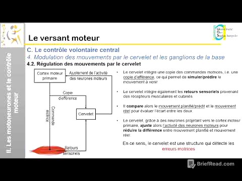 IV. Le versant moteur: Le contrôle volontaire central (2)