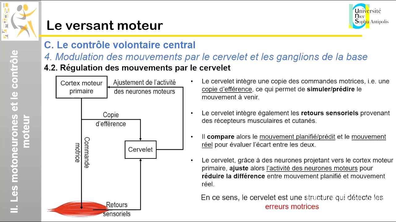 IV. Le versant moteur: Le contrôle volontaire central (2)