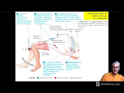 Sistema Nervoso FACB7 parte 10