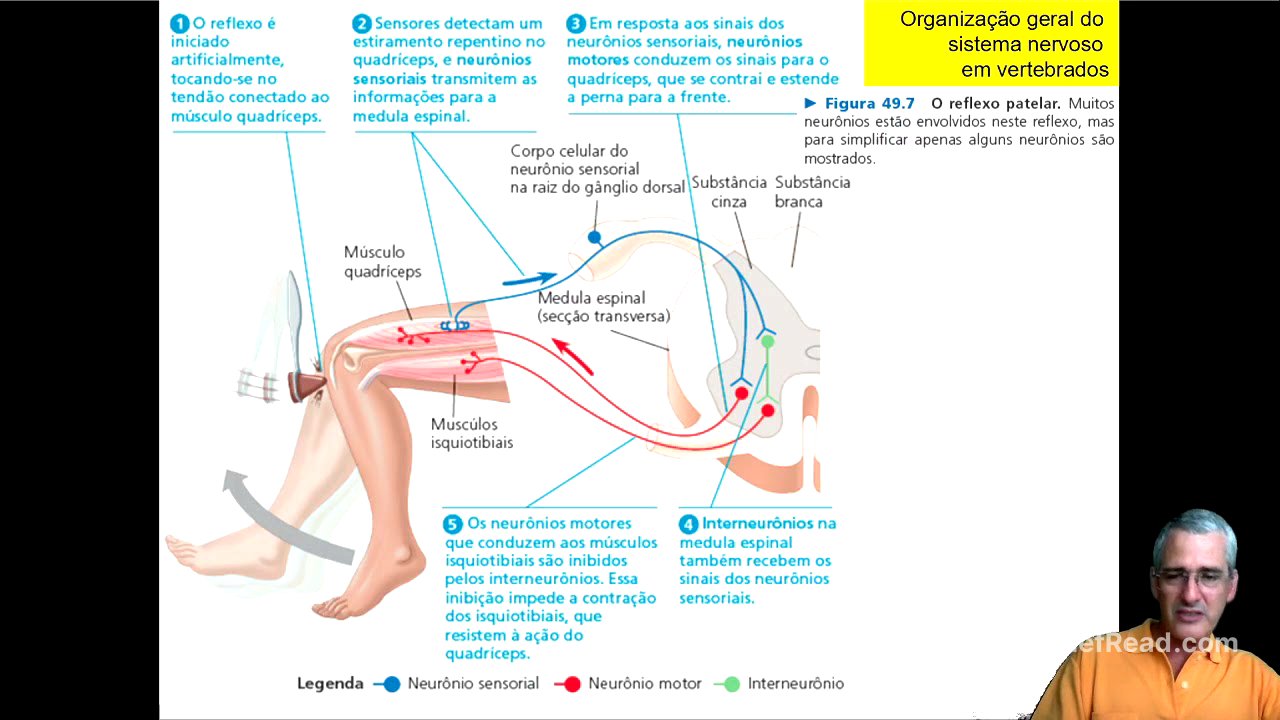 Sistema Nervoso FACB7 parte 10